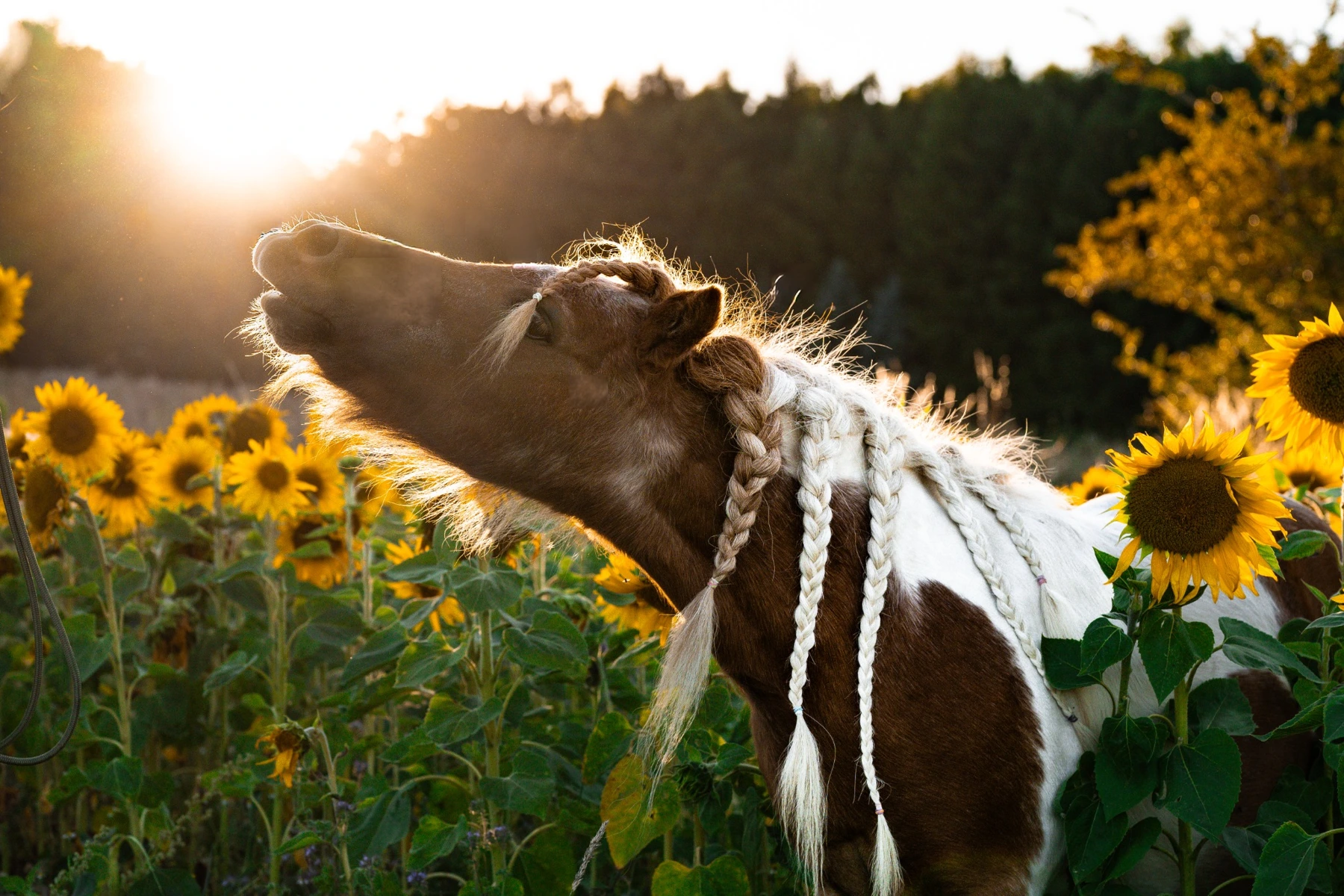 Pferd zwischen Sonnenblumen im Abendlicht