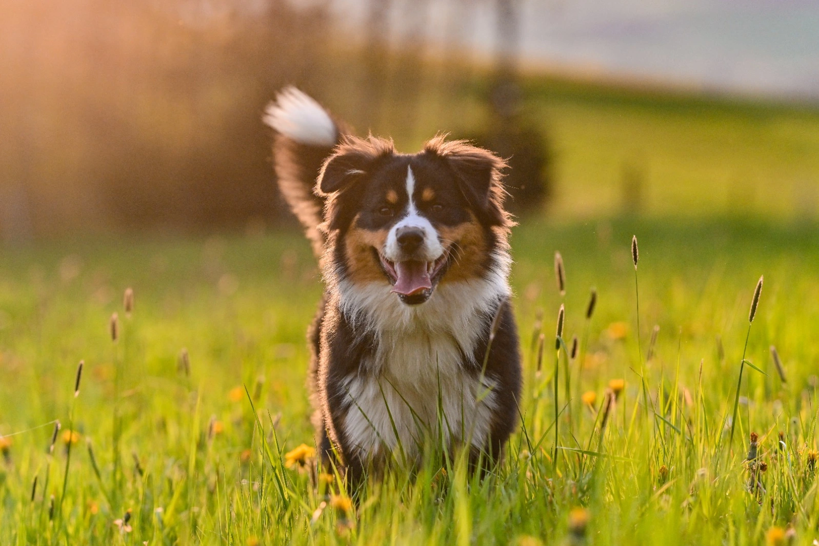 Hund auf einer Wiese im Abendlicht