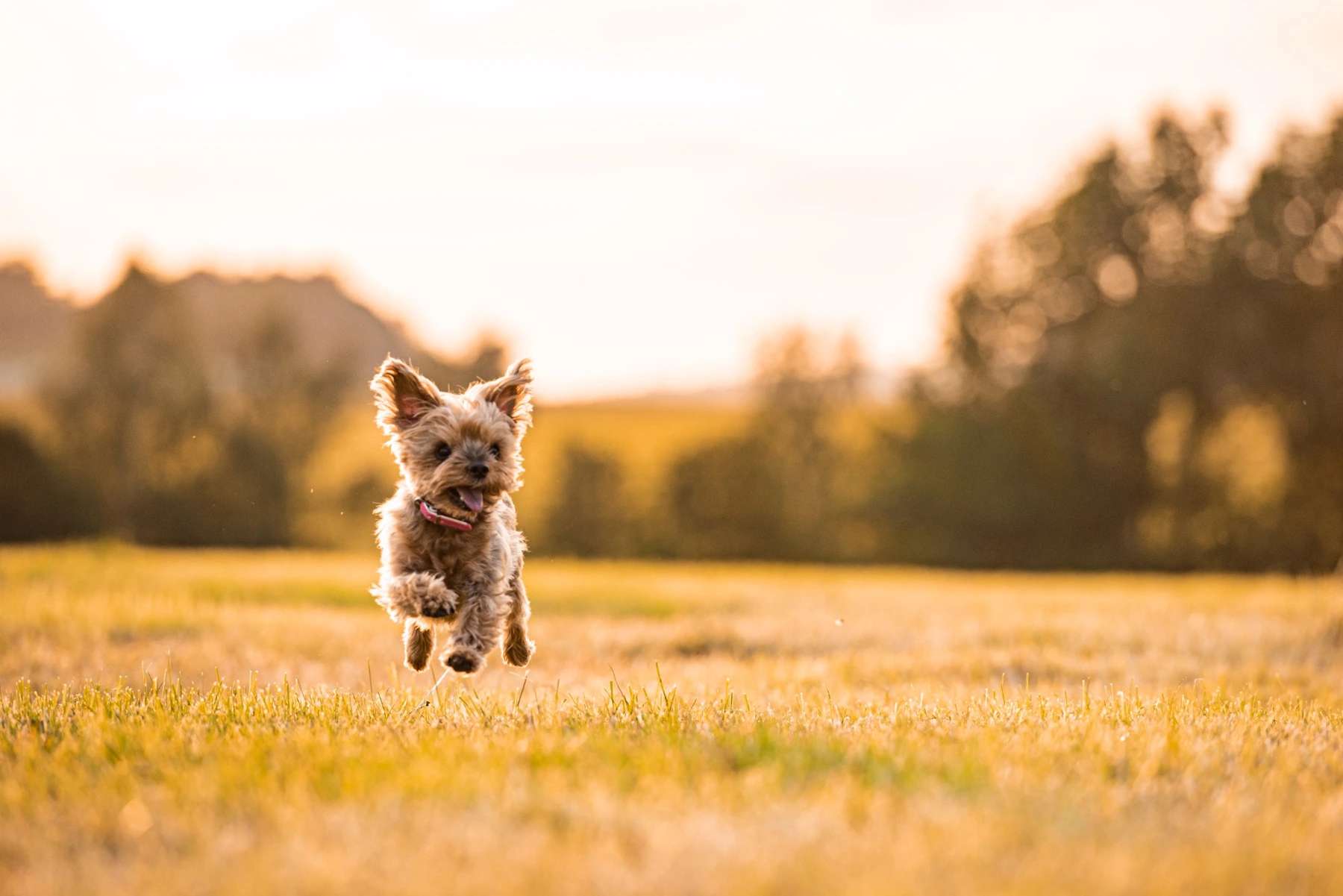 Kleiner Hund läuft über eine Wiese