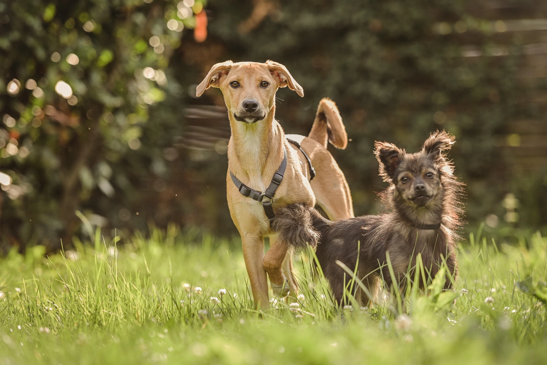 Zwei Hunde gemeinsam auf einer Wiese