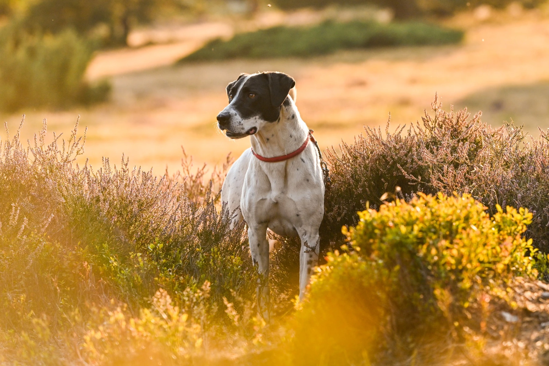 Hund zwischen blühenden Heidepflanzen
